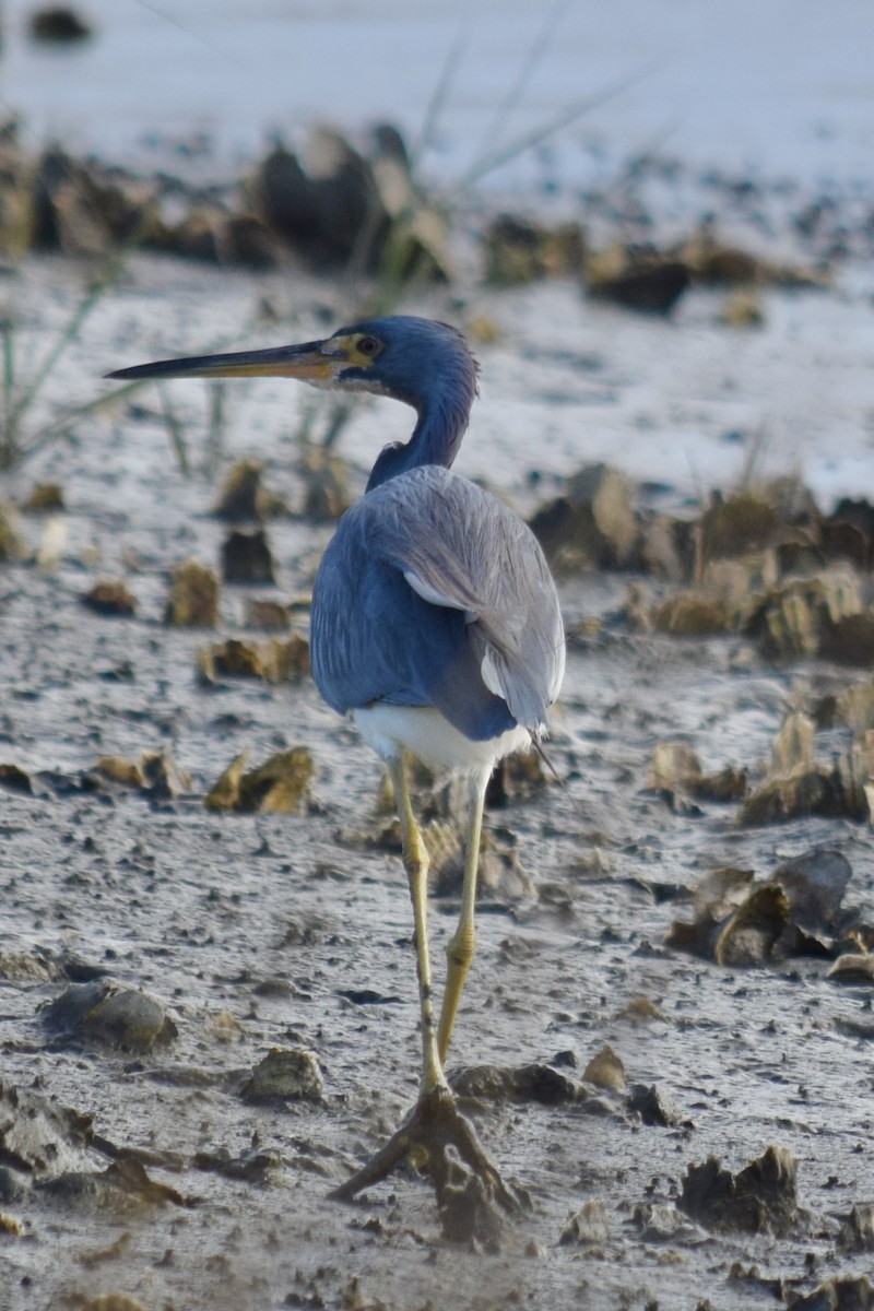 サンショクサギ - ML646943454