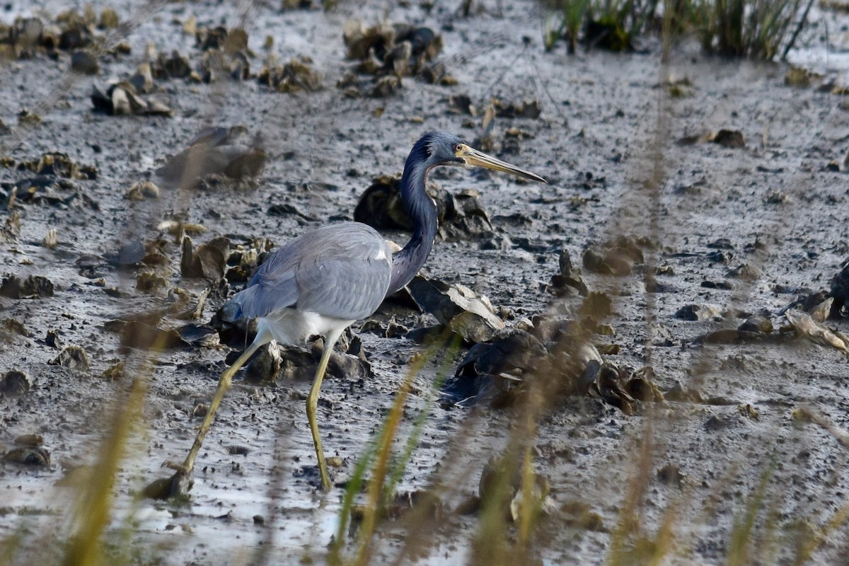 サンショクサギ - ML646943455