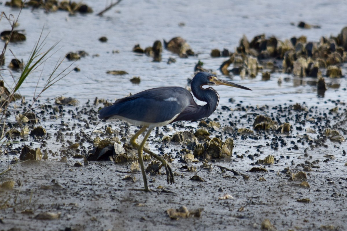 サンショクサギ - ML646943456