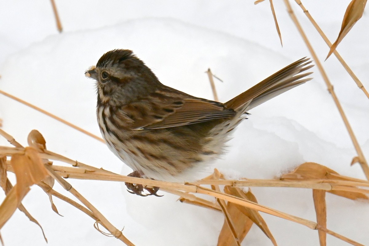 Ötücü Serçe - ML646943459