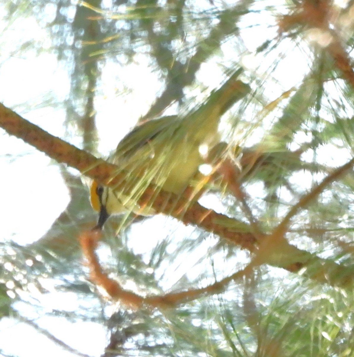 ワキアカミドリモズ - ML646943460