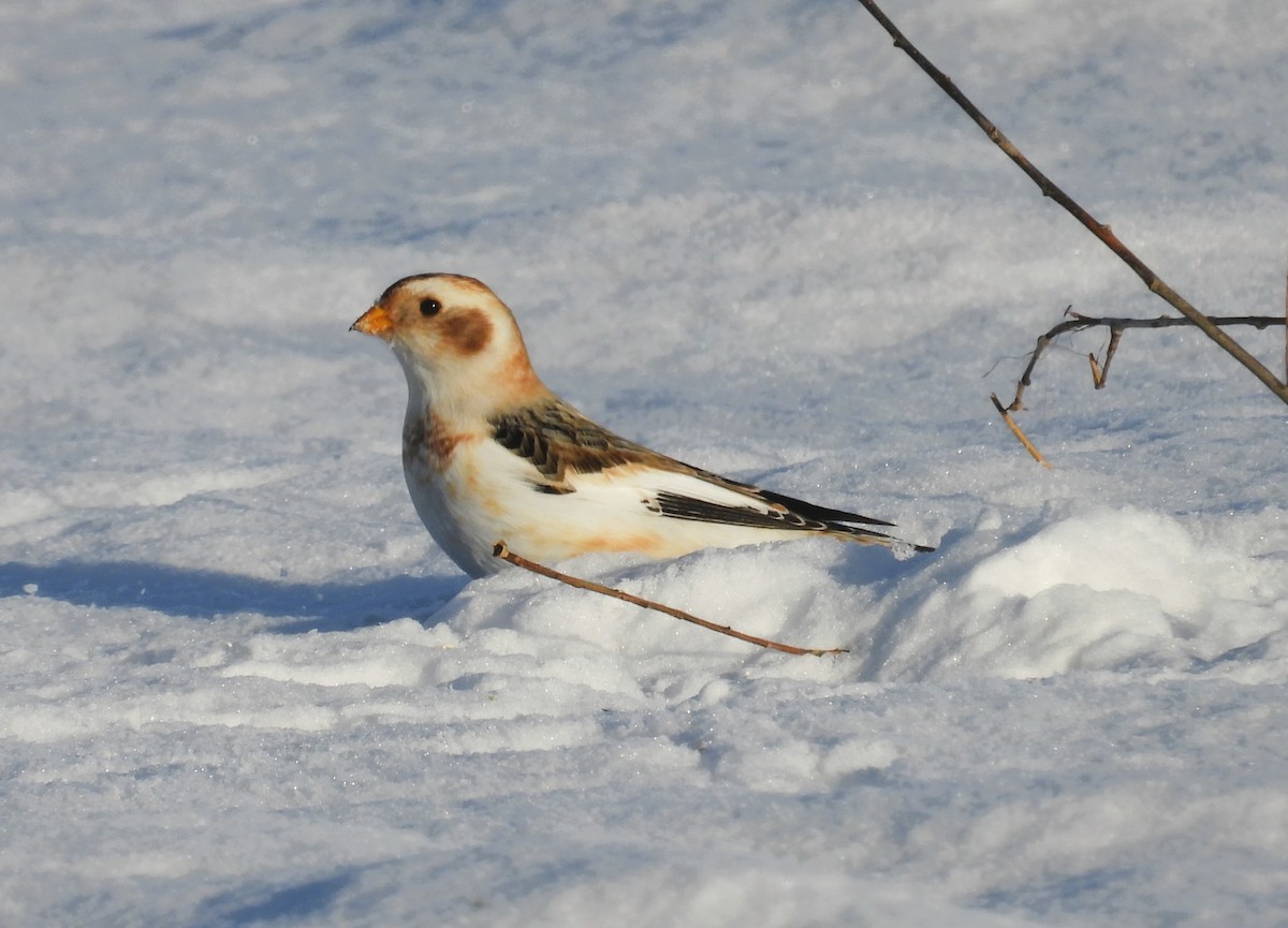 ユキホオジロ - ML646943462