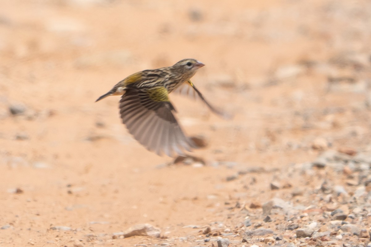 キゴシオウゴンチョウ - ML646943463