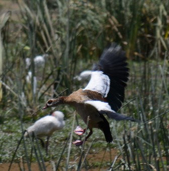 エジプトガン - ML646943465