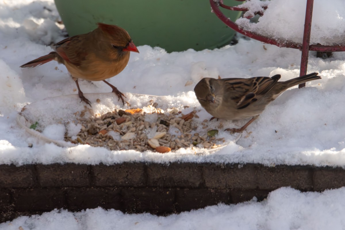 ショウジョウコウカンチョウ - ML646943468