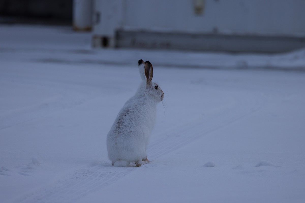 White-tailed Jackrabbit - ML646943470