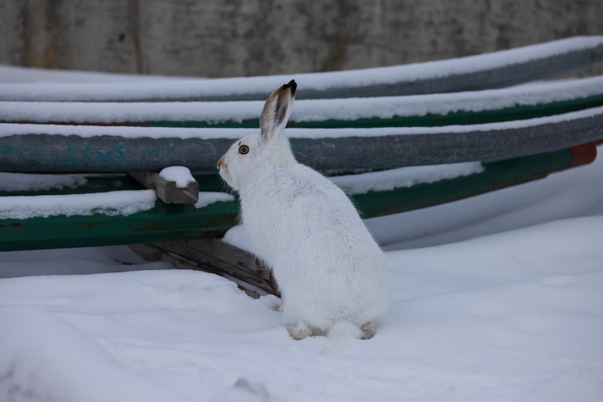 White-tailed Jackrabbit - ML646943471
