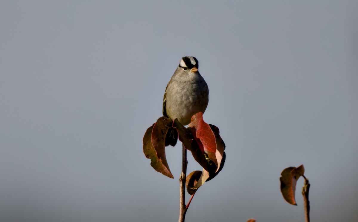 ミヤマシトド - ML646943475