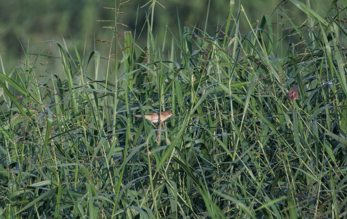 busksanger - ML646943477