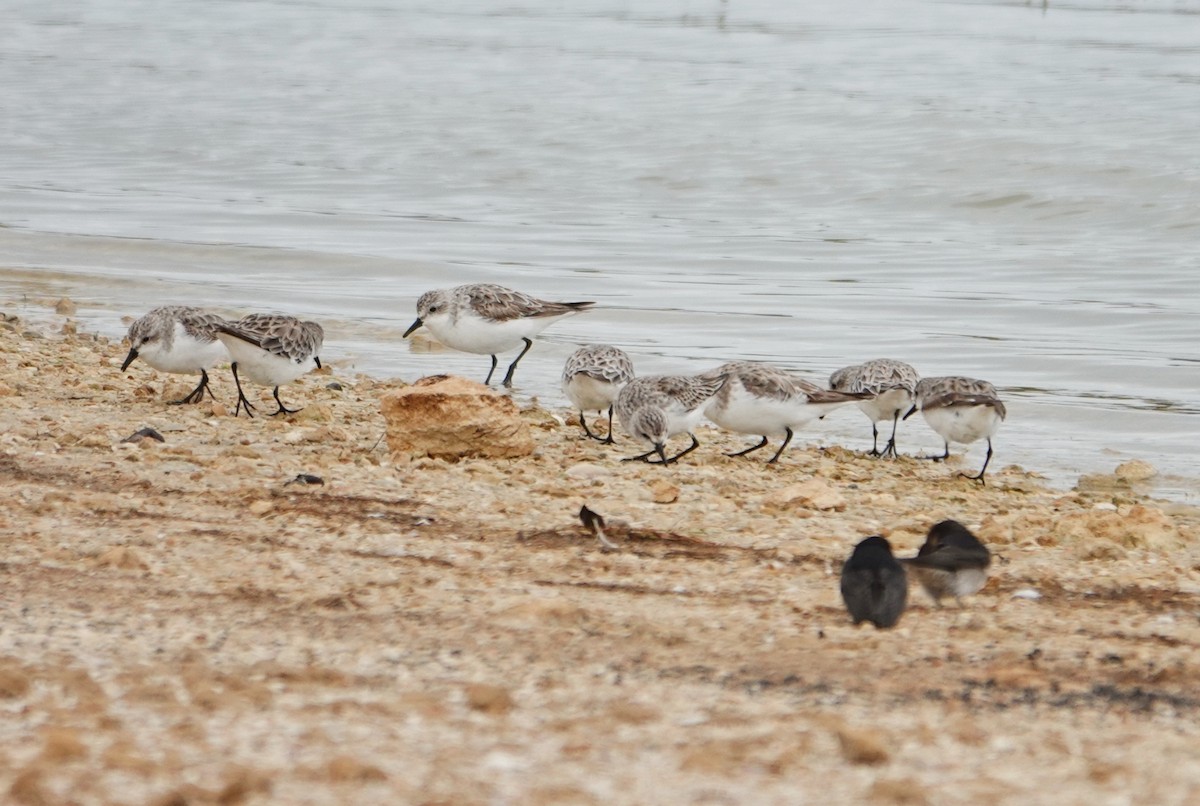 トウネン - ML646943480