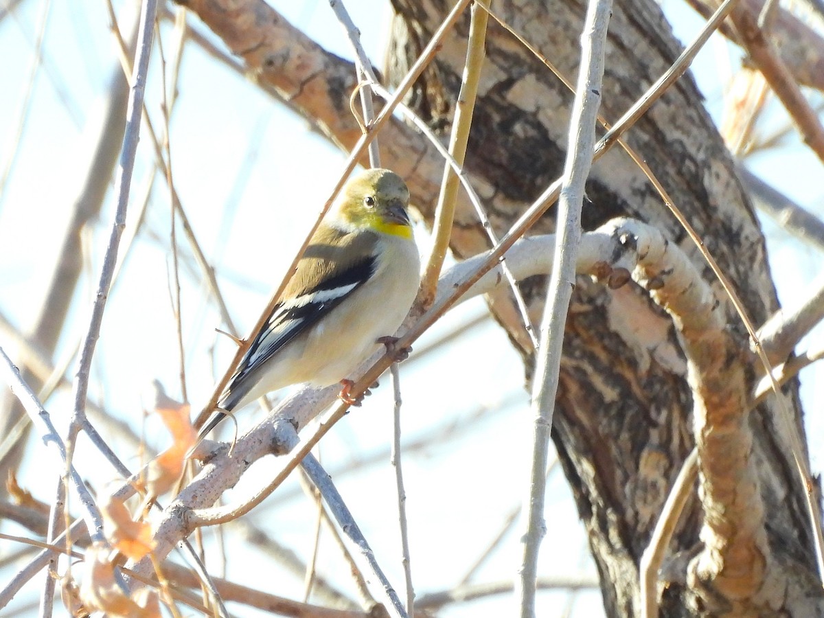 オウゴンヒワ - ML646943481