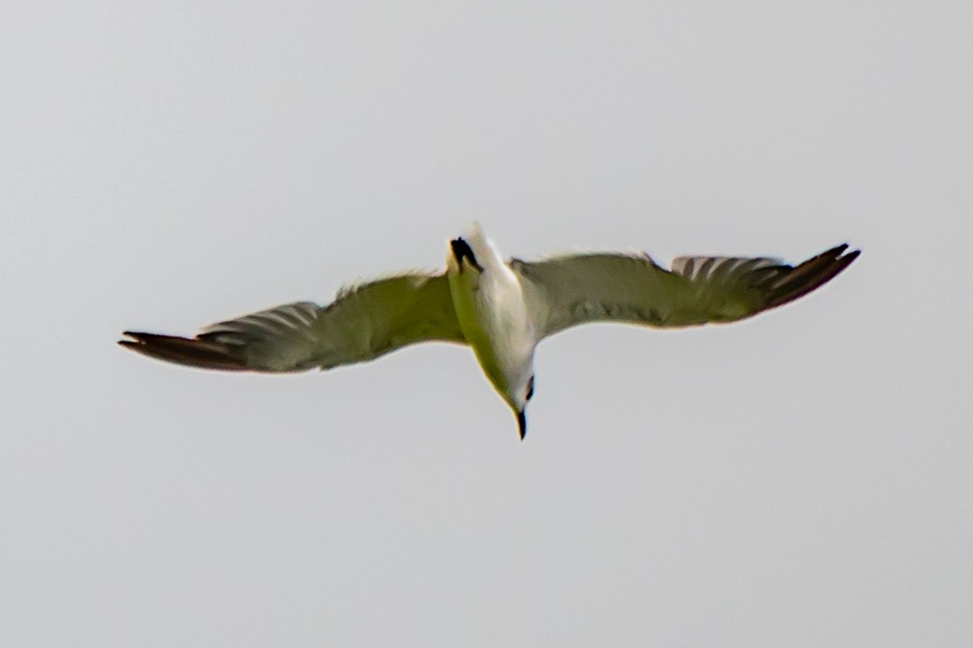 Gull-billed Tern - ML646943486