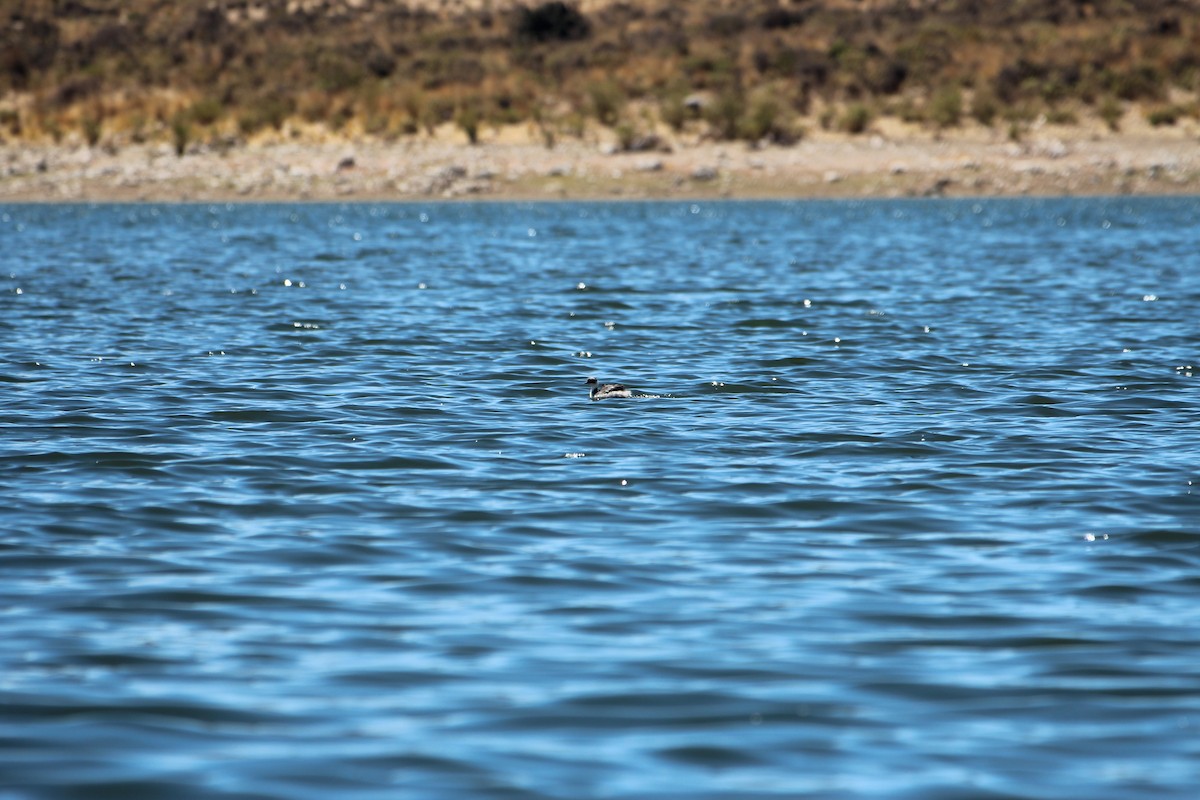Silvery Grebe - ML646943487