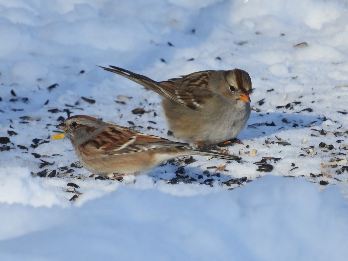 White-crowned Sparrow - ML646943488