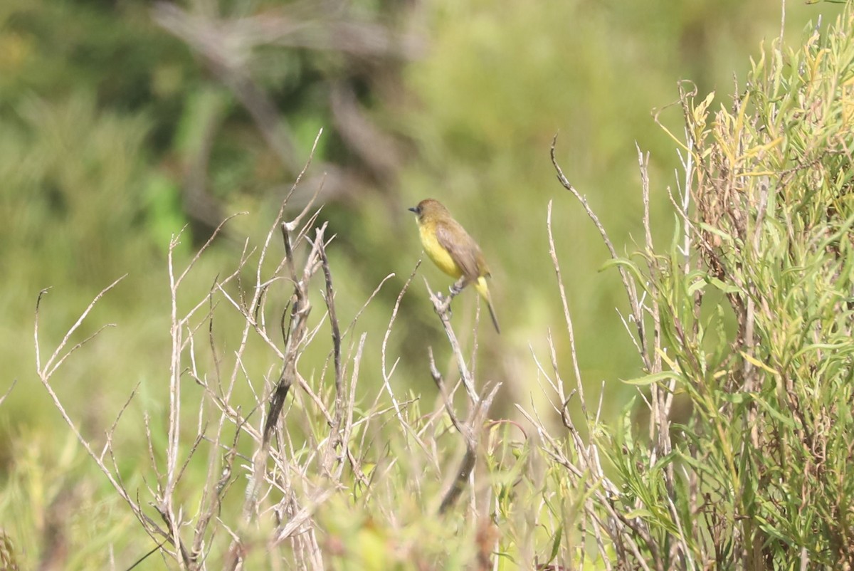 Ticking Doradito - ML646943492