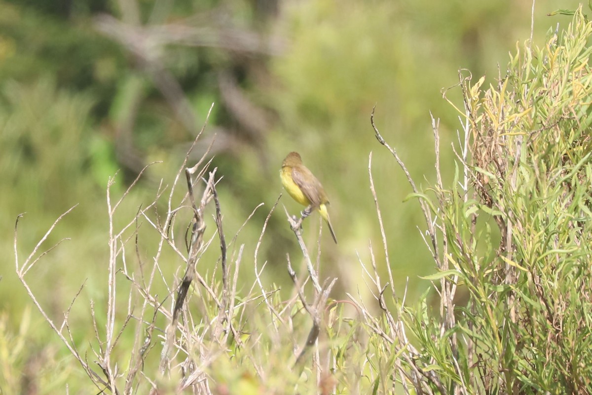 Ticking Doradito - ML646943493