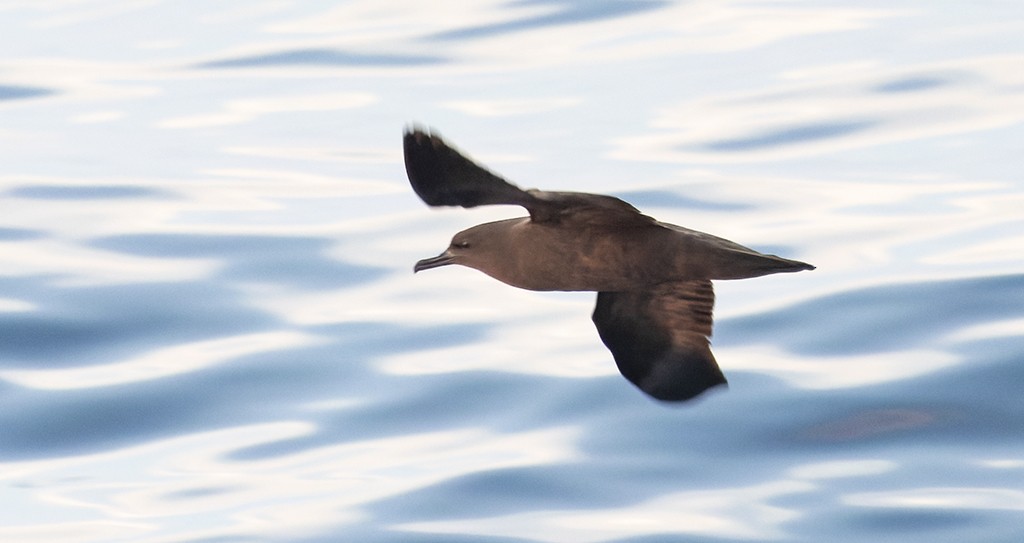 Christmas Shearwater - ML646943494