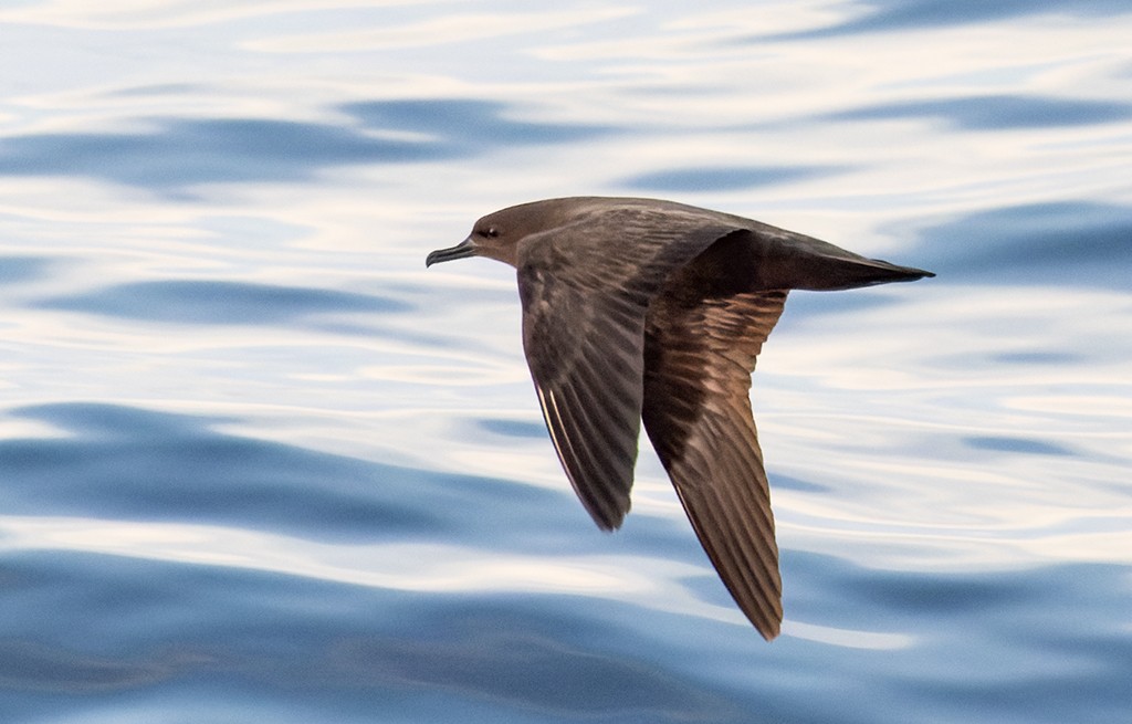 Christmas Shearwater - ML646943495