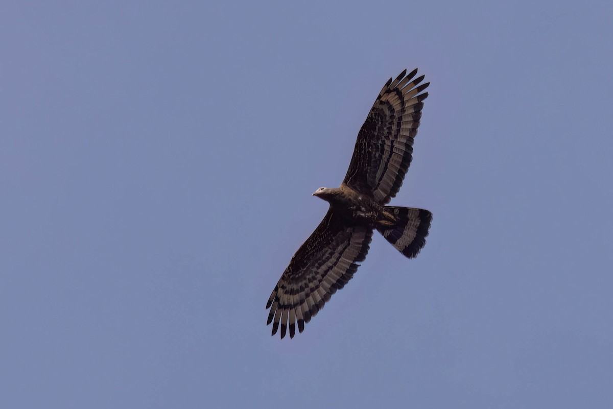 Oriental Honey-buzzard - ML646943496