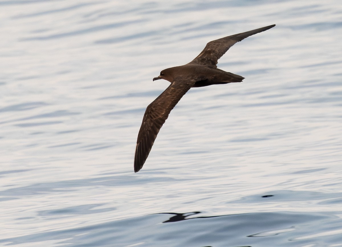 Christmas Shearwater - ML646943497