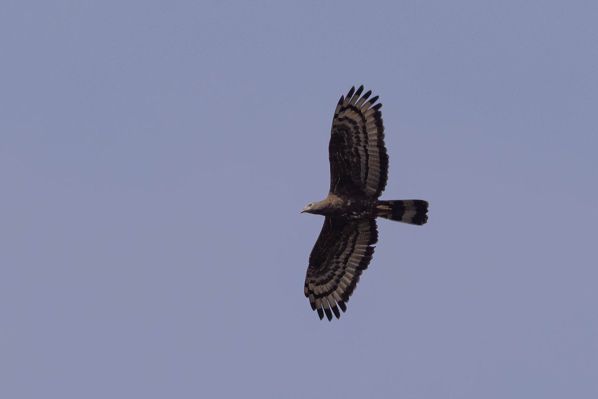 Oriental Honey-buzzard - ML646943498