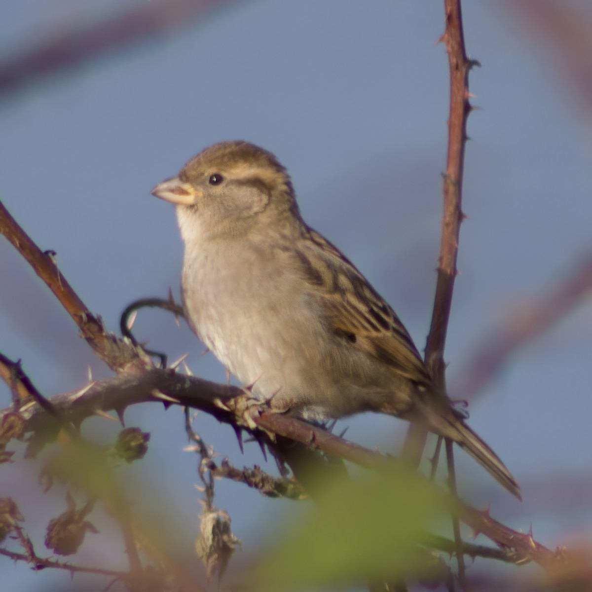 House Sparrow - ML646943499