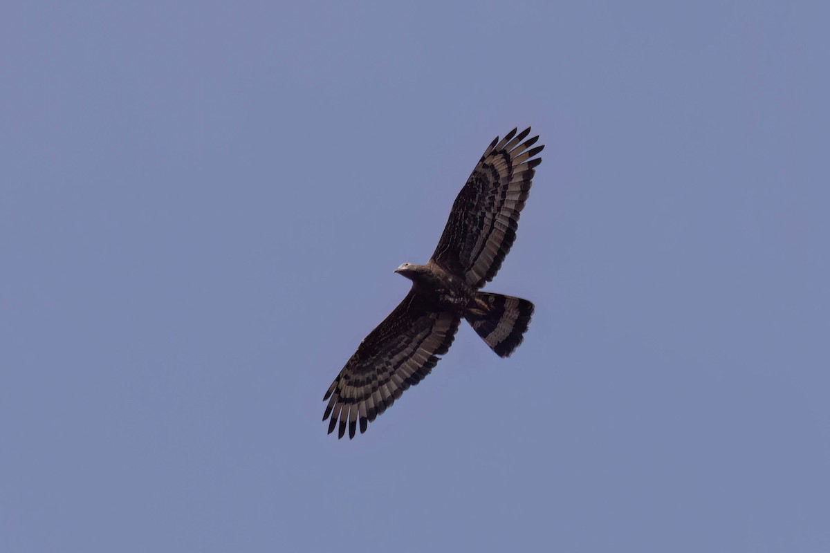 Oriental Honey-buzzard - ML646943500