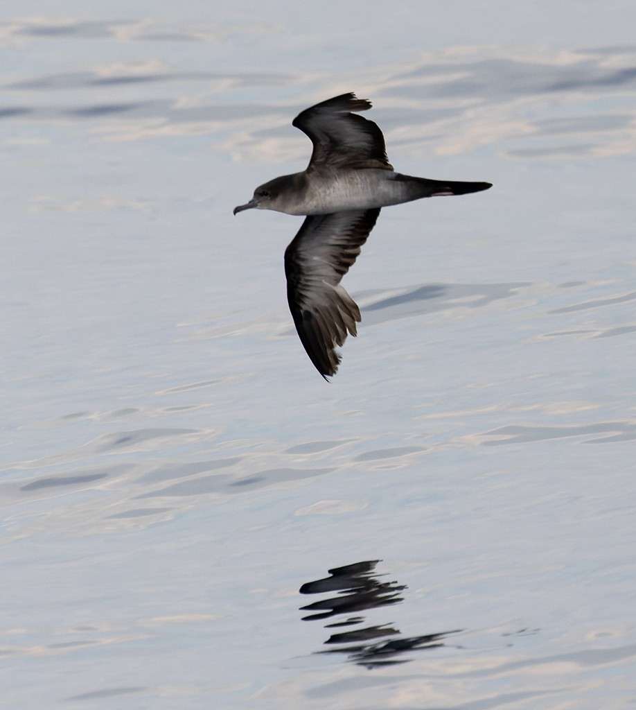 Wedge-tailed Shearwater - ML646943501