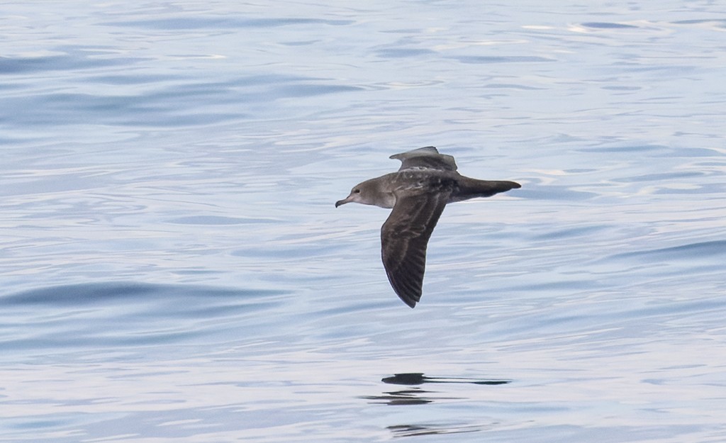 Pink-footed Shearwater - ML646943505