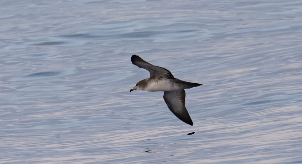Pink-footed Shearwater - ML646943506