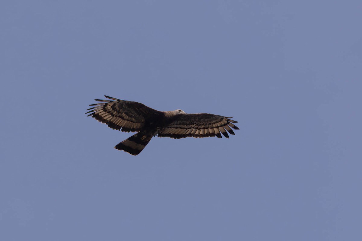 Oriental Honey-buzzard - ML646943507