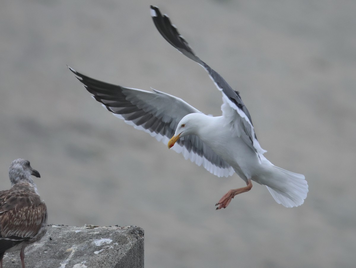 アメリカオオセグロカモメ - ML646943510