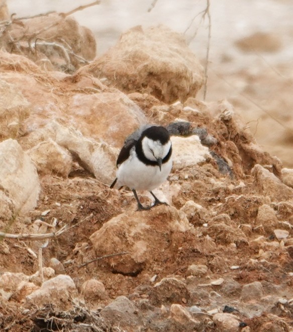 White-fronted Chat - ML646943512