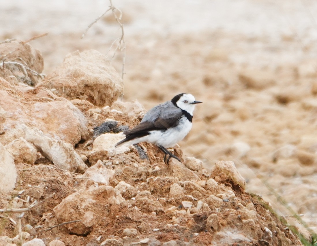 White-fronted Chat - ML646943513