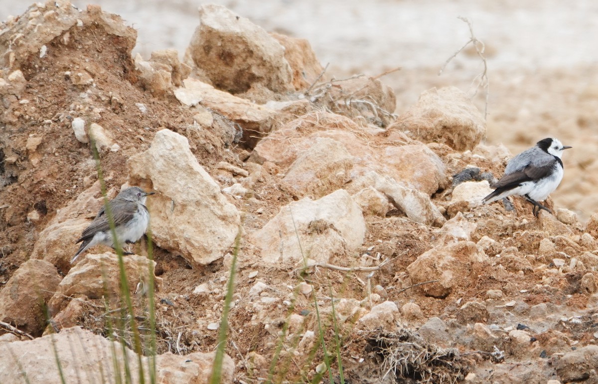 White-fronted Chat - ML646943514