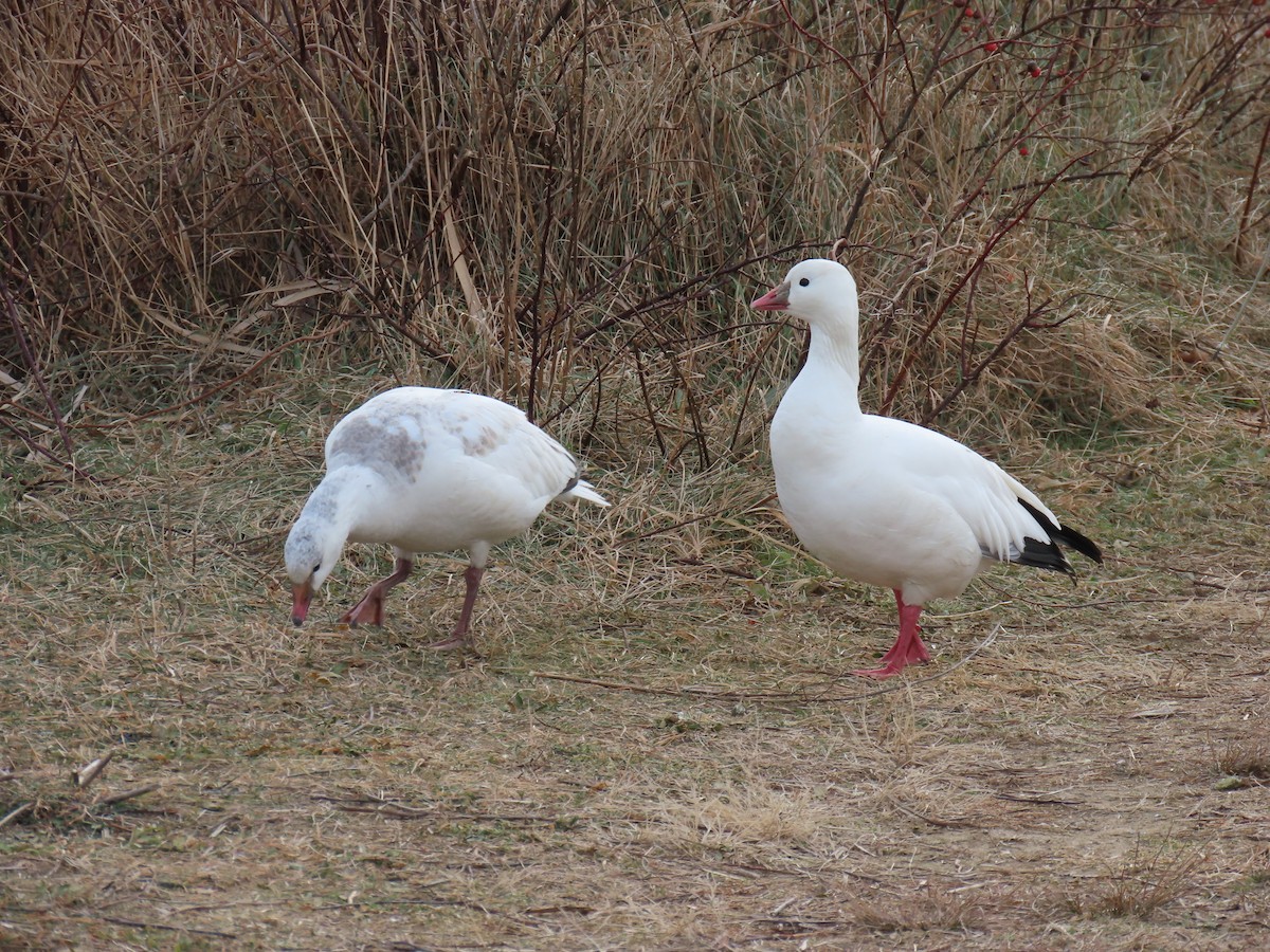 husa bělostná - ML646943517