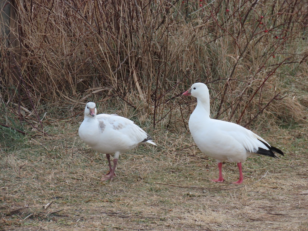 husa bělostná - ML646943518