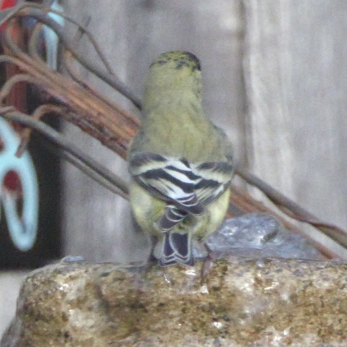 Lesser Goldfinch - ML646943526
