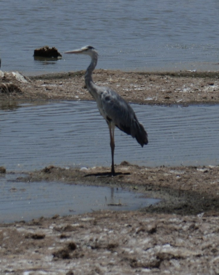אנפה אפורה - ML646943535