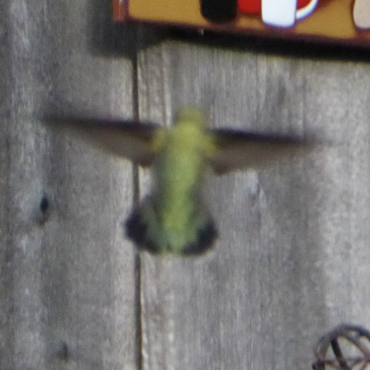 Anna's Hummingbird - ML646943538