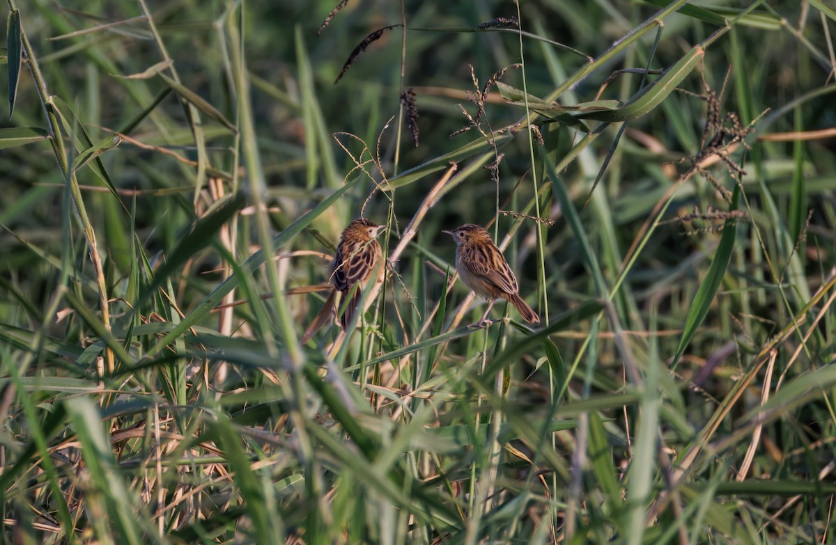 cistussanger - ML646943541