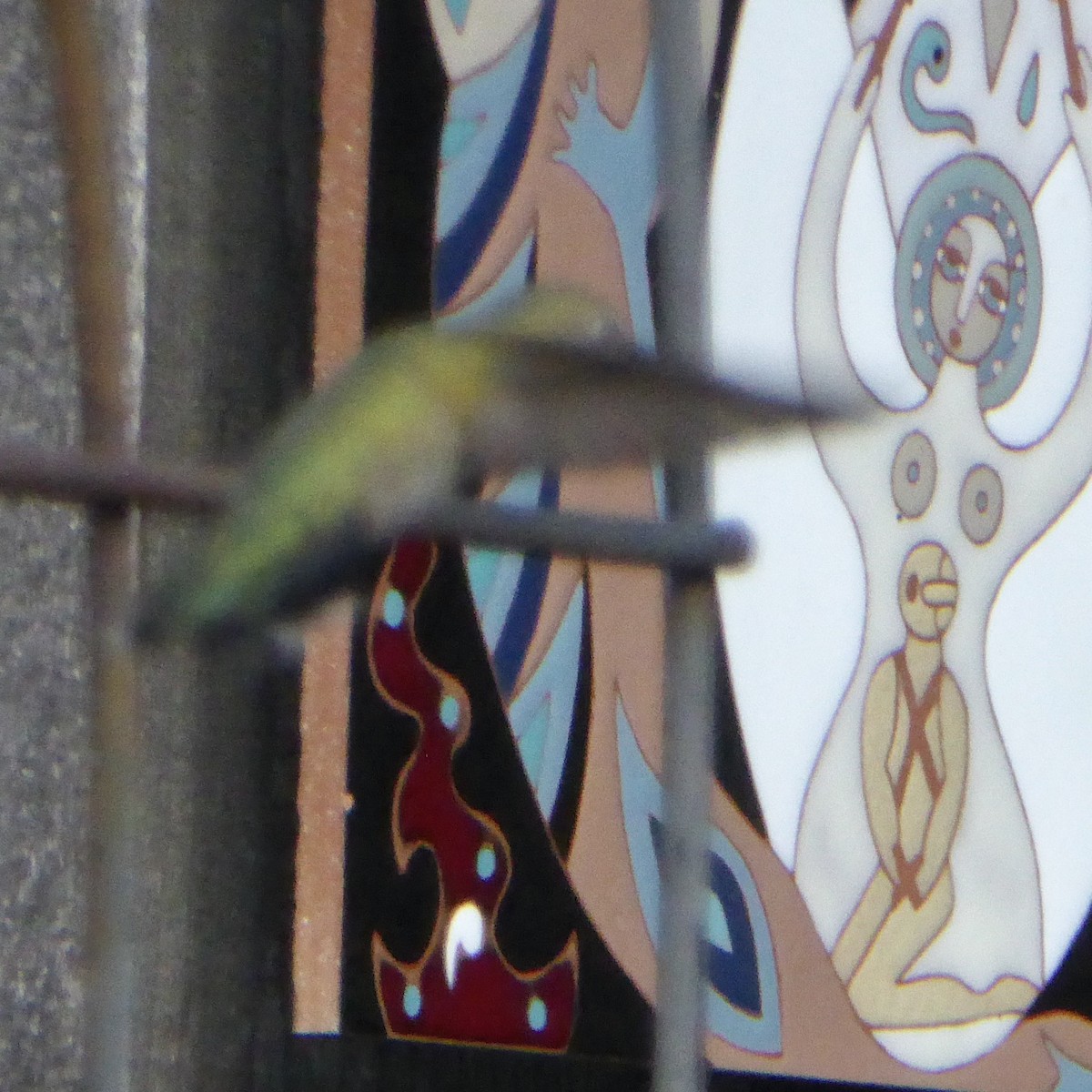 Anna's Hummingbird - ML646943544