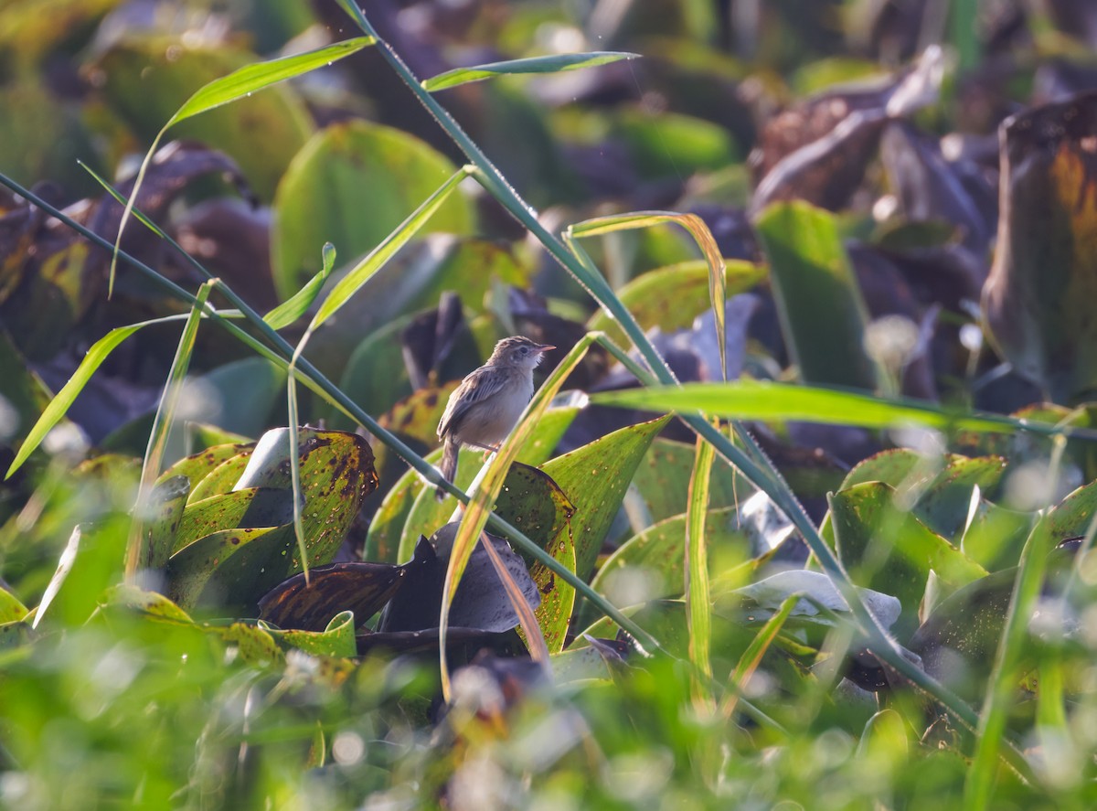 cistussanger - ML646943547