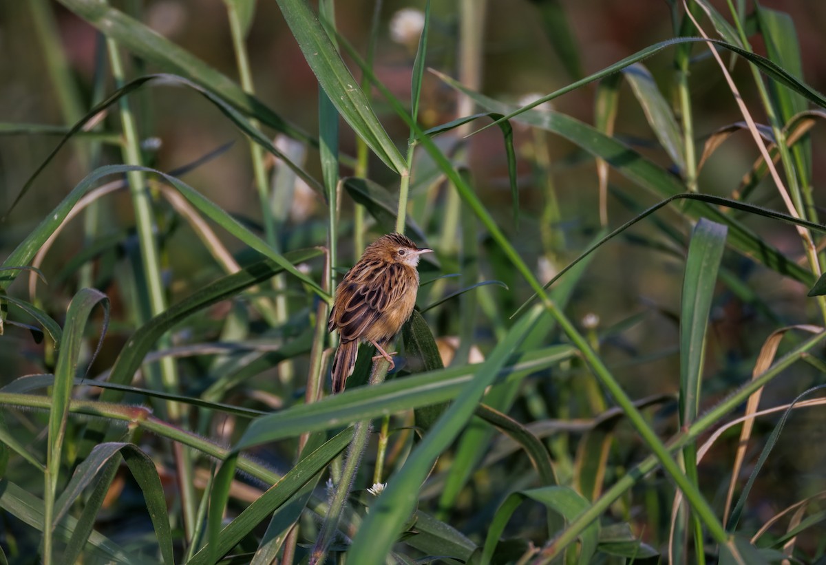 cistussanger - ML646943549