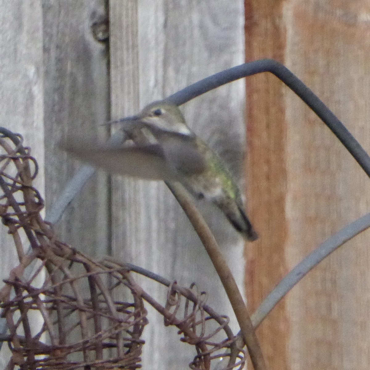Anna's Hummingbird - ML646943550