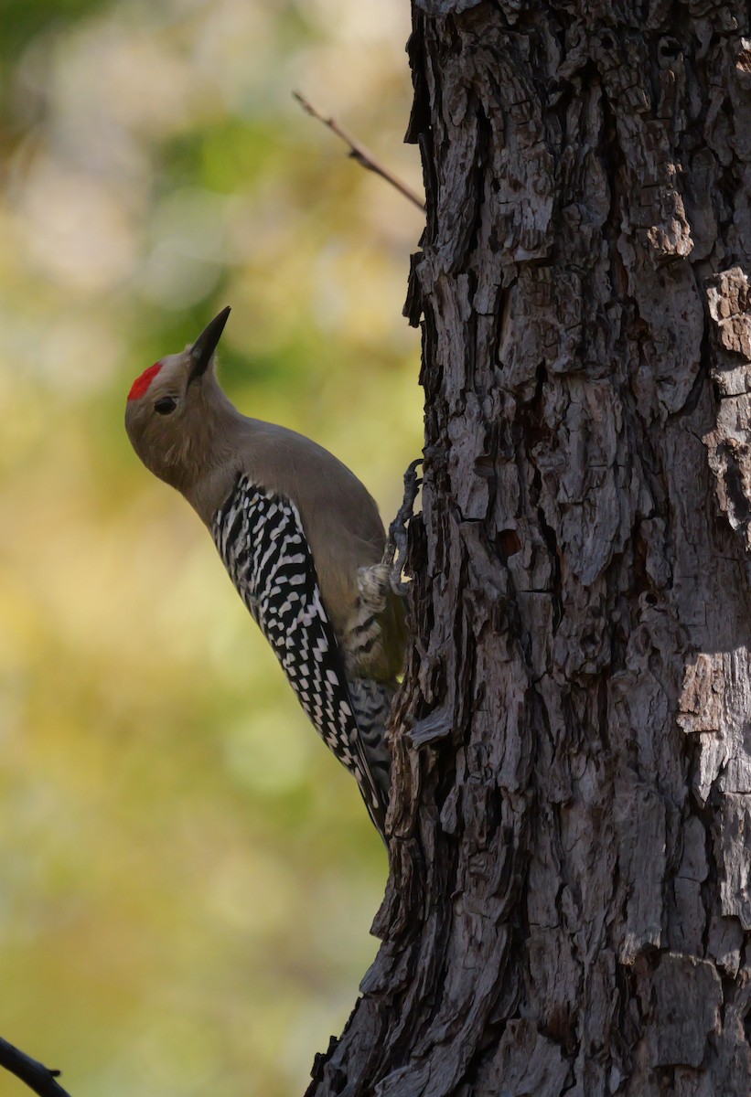 Carpintero de Gila - ML646943553
