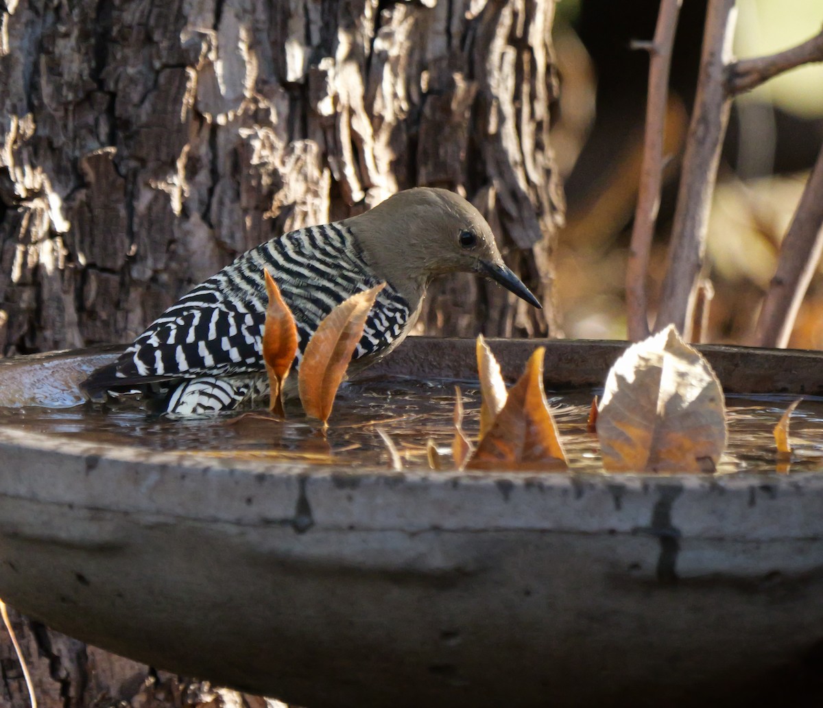 Carpintero de Gila - ML646943554