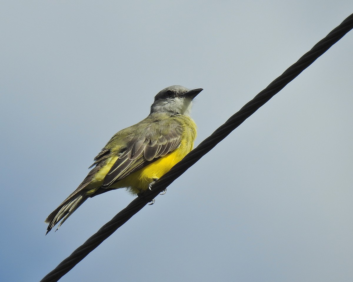 Tirano Melancólico - ML646943556