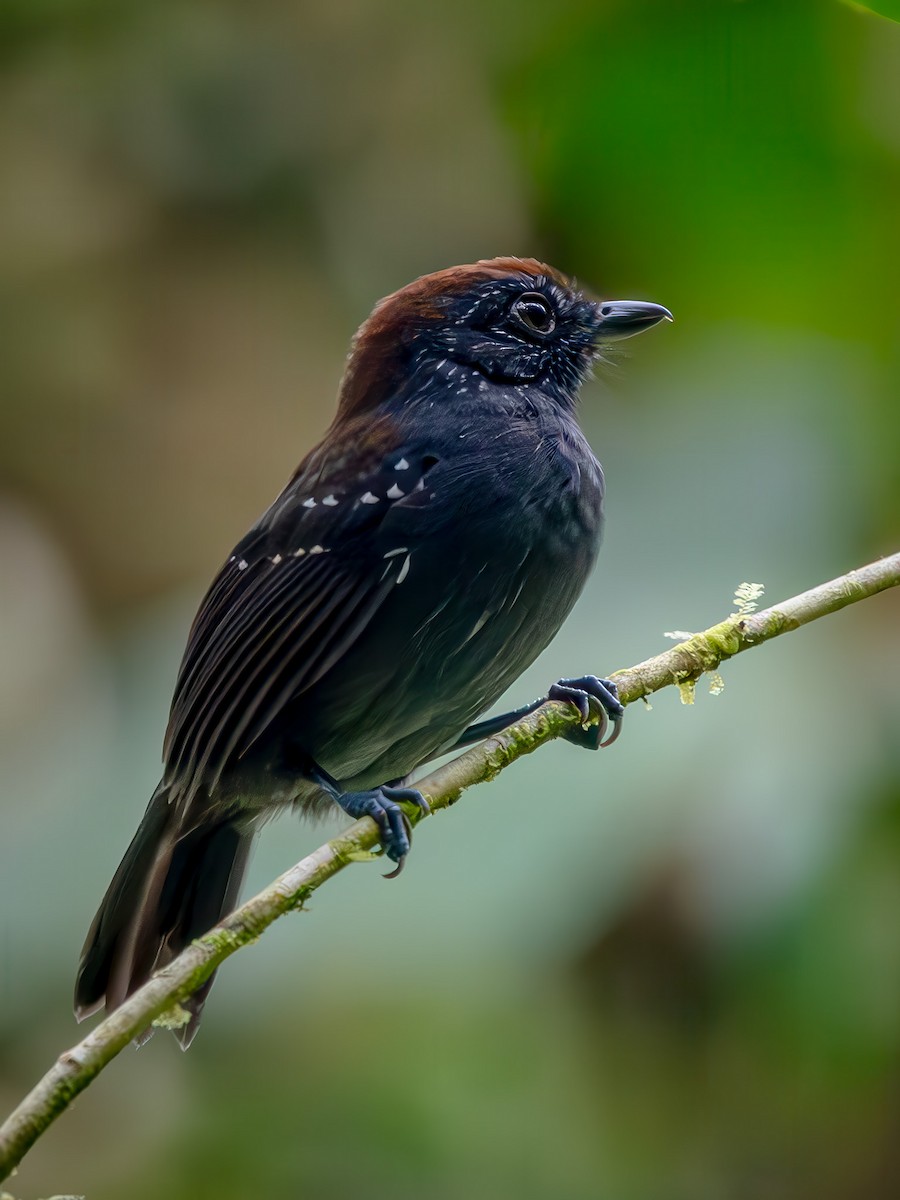 Bicolored Antvireo - ML646943561
