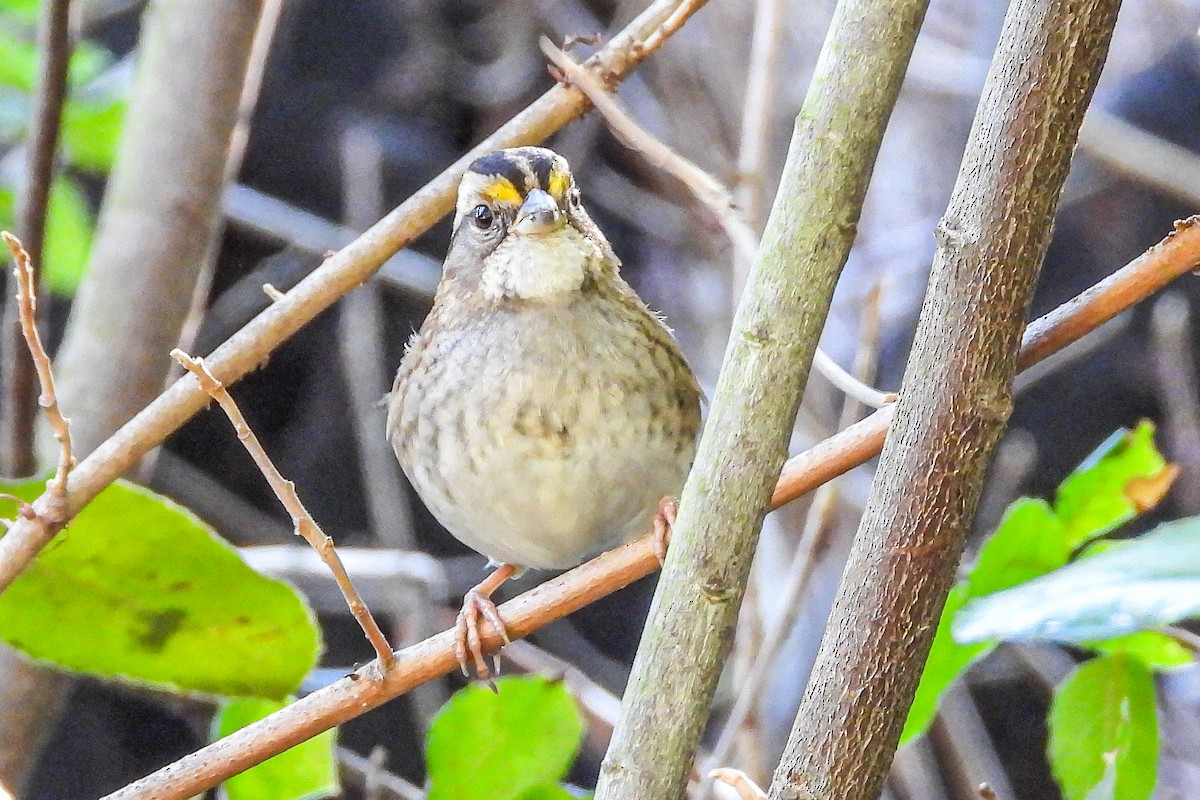 Chingolo Gorjiblanco - ML646943567